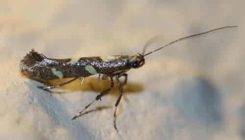 Réf. 248 331 : Calybites phasianipennella